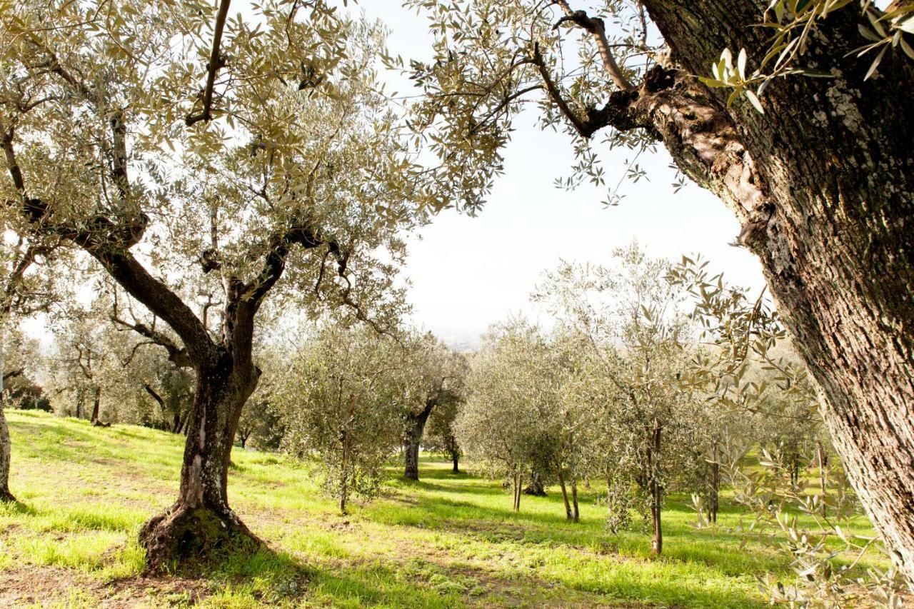 Agriturismo Podere Rondinaio Lamporecchio Exterior photo